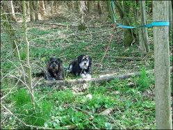 Bild - Hunde im Wald